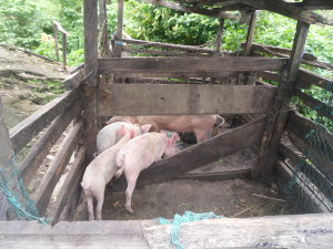 piggery farm, Afab Village