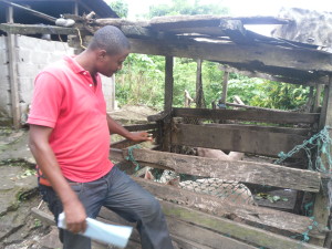Inspecting a local piggery farm during a field survey at Debundcha, Idenau
