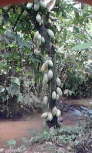 cocoa farm