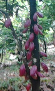 cocoa farm