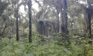 palm estate