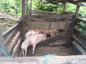 piggery farm that needs rennovation, Afab village, Eyumojock sub-division, mamfe